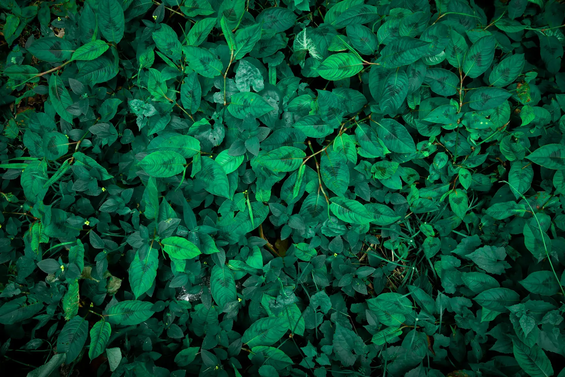 Technology meeting nature